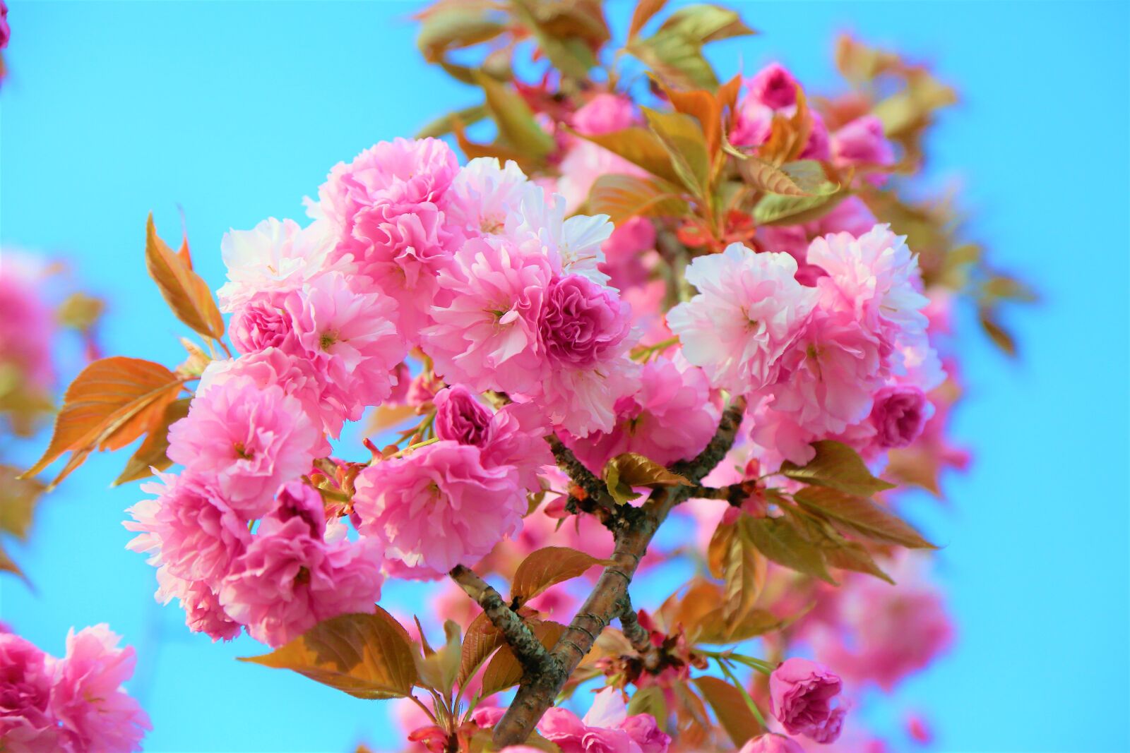 Canon EOS 5D Mark III sample photo. Japanese cherry tree, flower photography