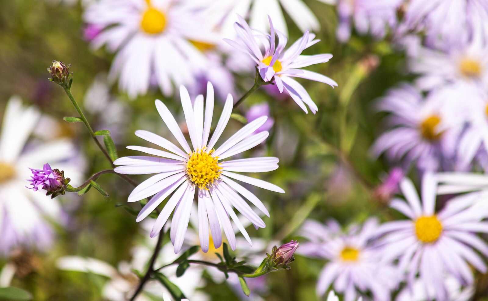 Canon EF 70-300mm F4-5.6 IS USM sample photo. September herb, myrtle aster photography