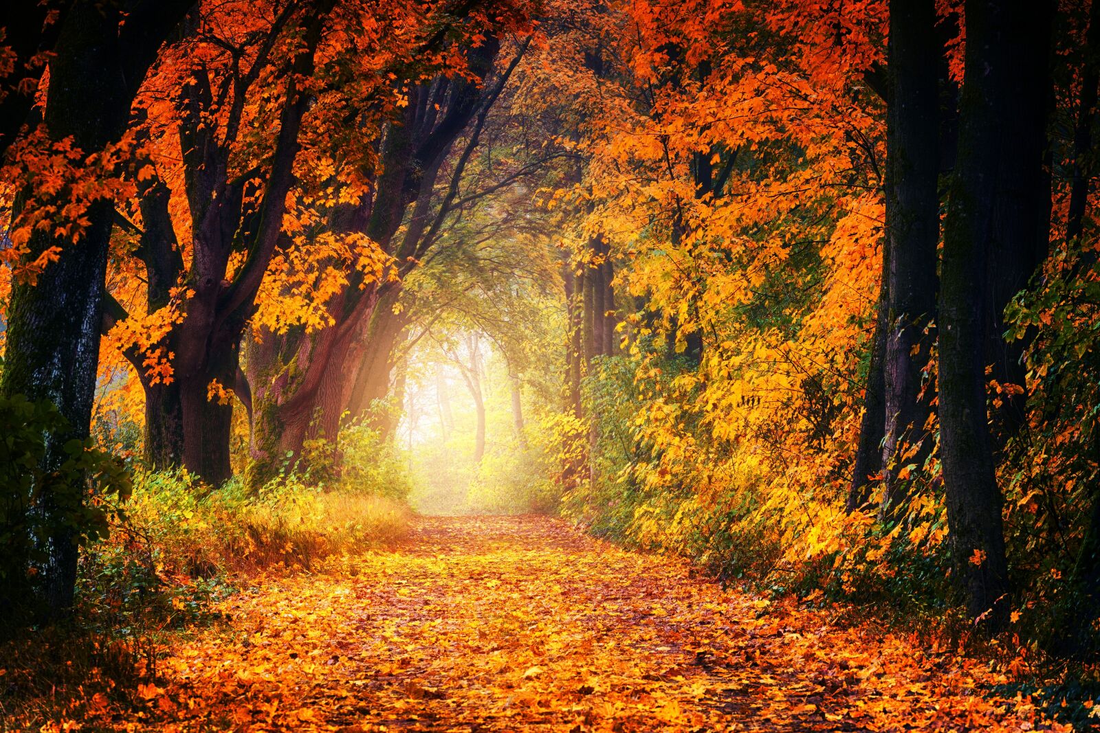 Sony a7 + Sony DT 50mm F1.8 SAM sample photo. Autumn, avenue, away photography