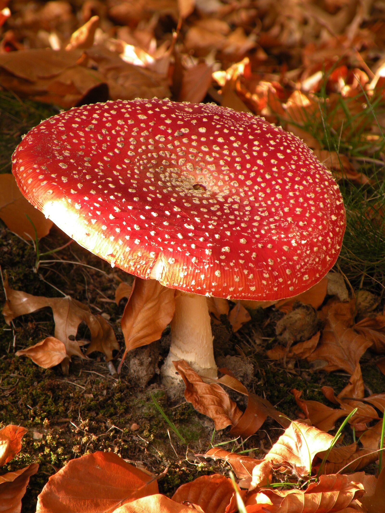 Nikon Coolpix P80 sample photo. Mushroom, nature, autumn photography