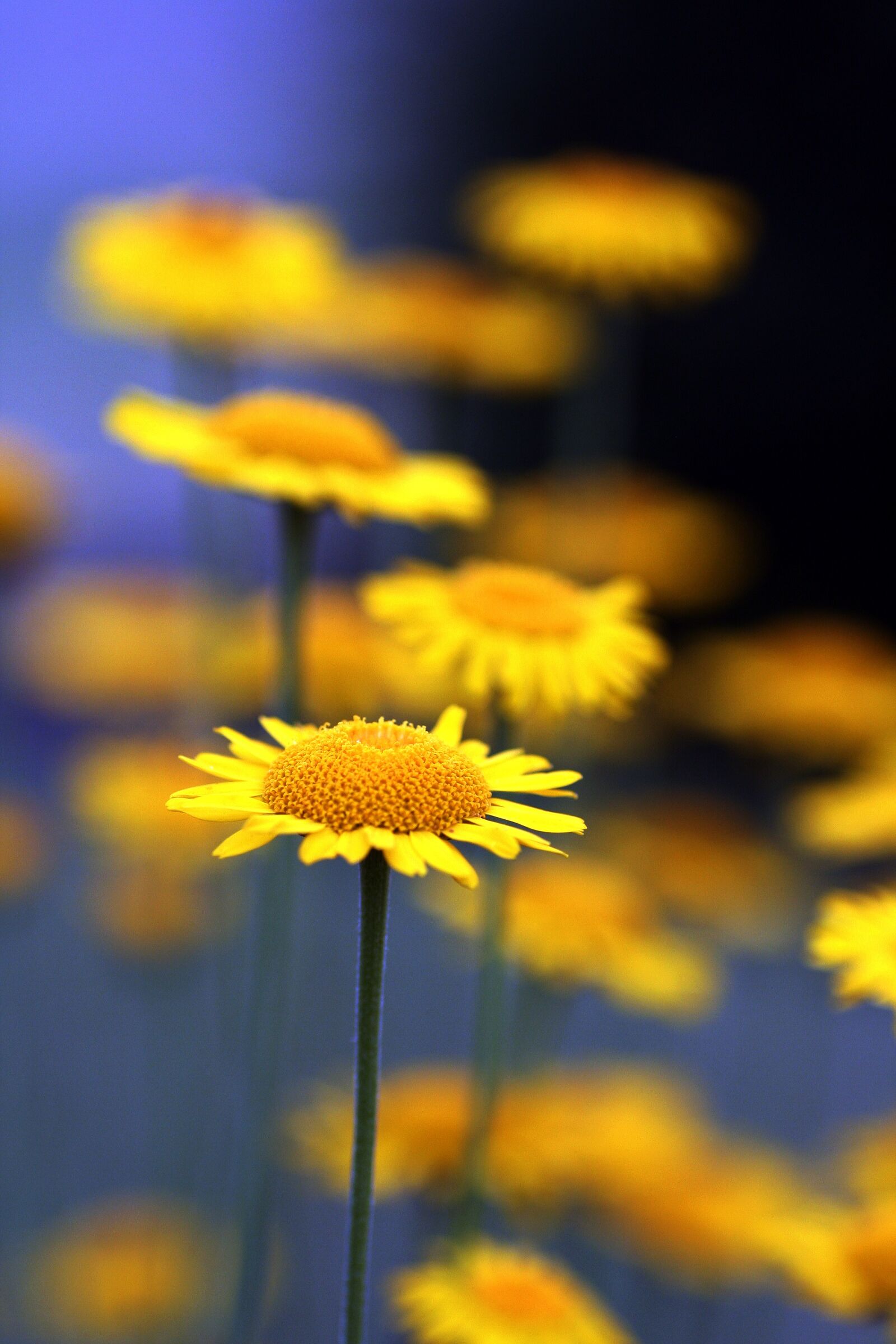 Canon EOS 350D (EOS Digital Rebel XT / EOS Kiss Digital N) sample photo. Yellow daisy, flower, summer photography