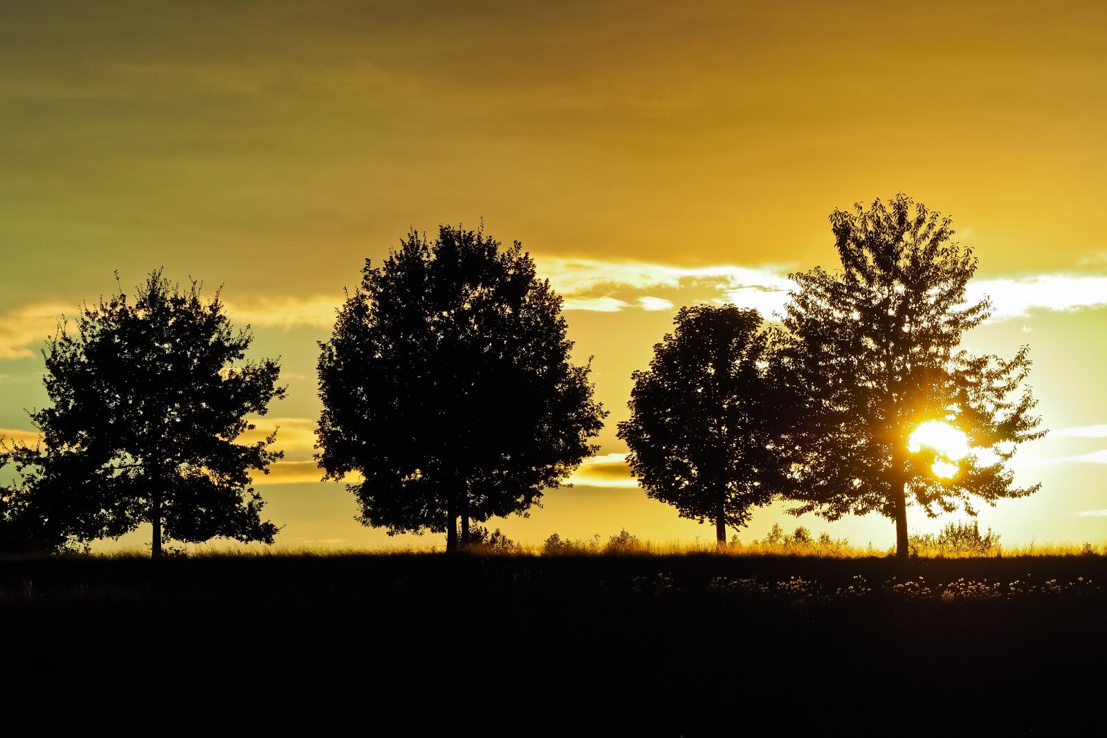 Olympus OM-D E-M10 sample photo. Sunset, trees, landscape photography