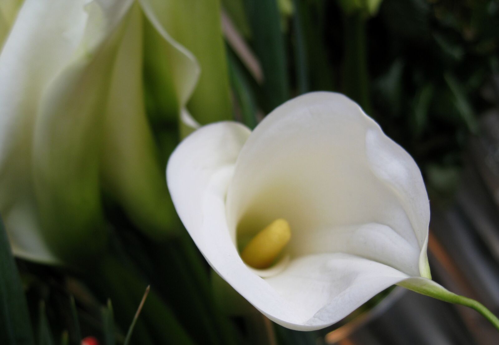 Canon DIGITAL IXUS 960 IS sample photo. Flower, white, nature photography