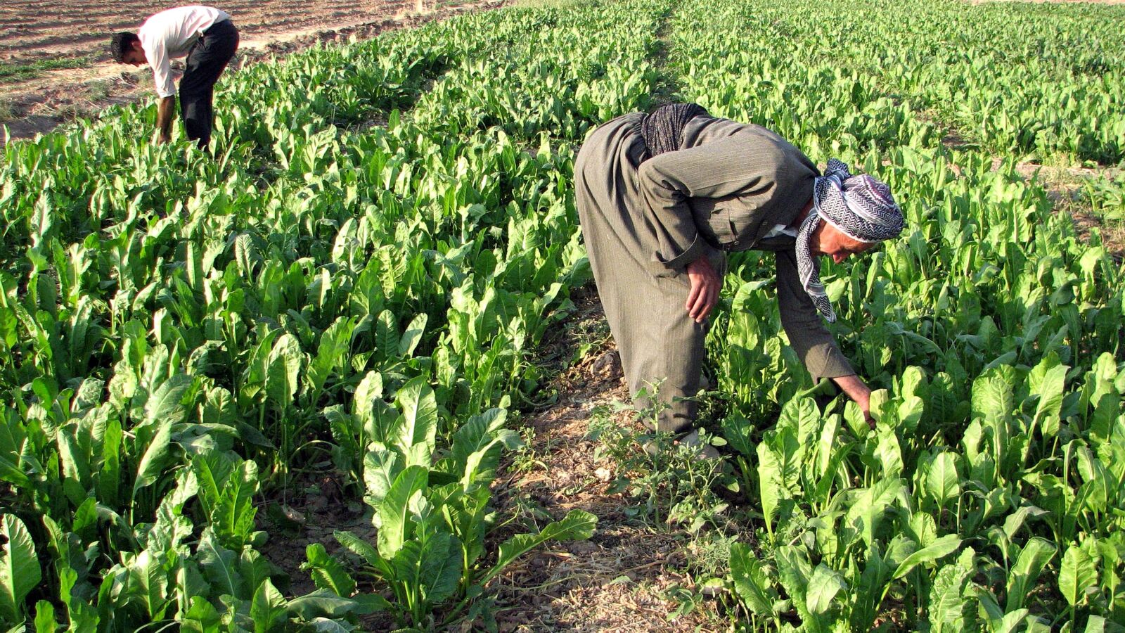 Canon POWERSHOT S3 IS sample photo. Two, kurdish, farmers, working photography