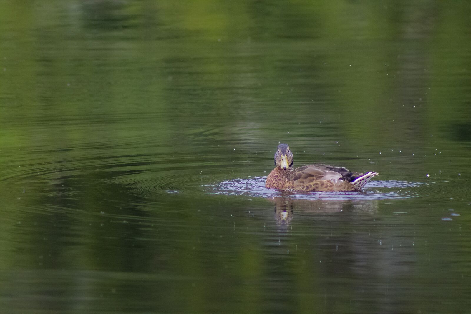 Canon EF75-300mm f/4-5.6 sample photo. Wild ducks, water bird photography