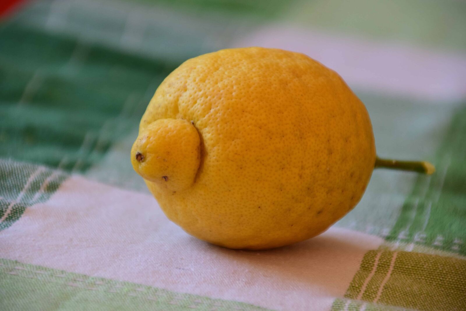 Nikon D3300 sample photo. Fruit, food, lemon, citrus photography