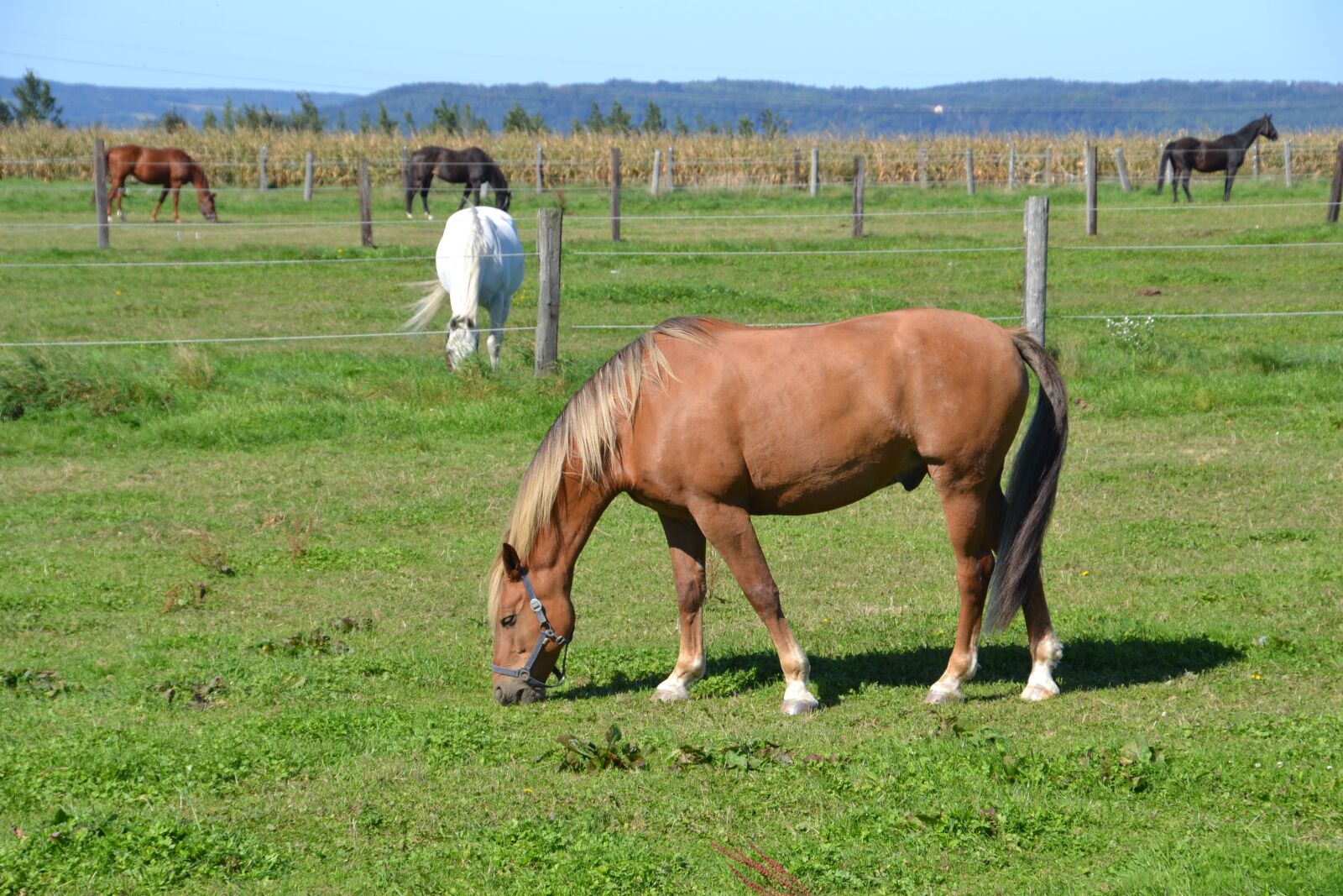 Nikon D3100 sample photo. Horses, paddock, pasture photography