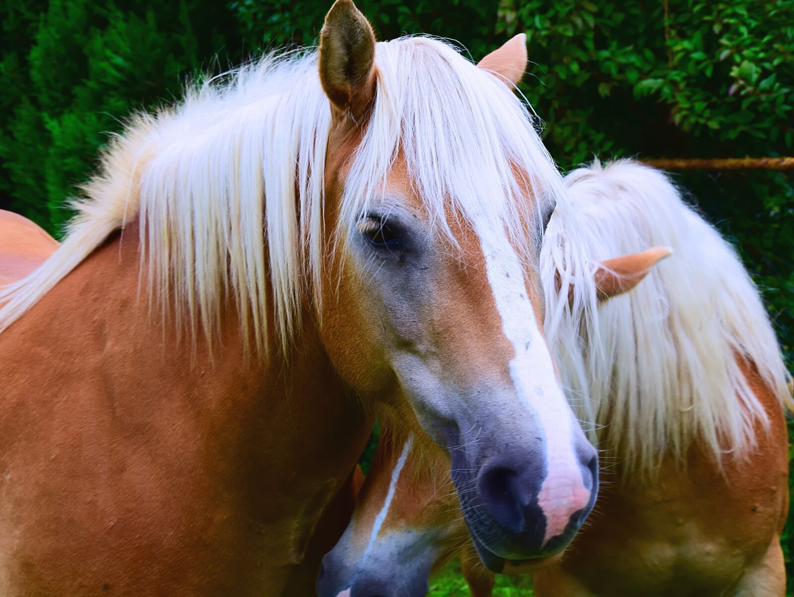 Nikon D3300 sample photo. Horse head, animal portrait photography