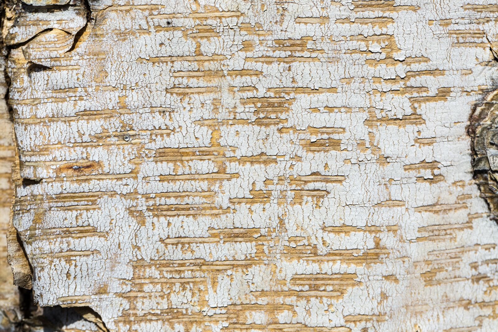 Canon EF 100mm F2.8L Macro IS USM sample photo. Texture, bark, tree photography