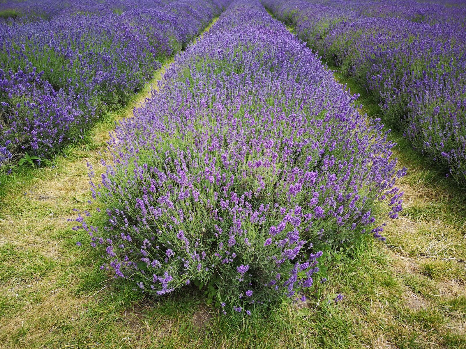 HUAWEI CLT-L09 sample photo. Lavender, field, purple photography