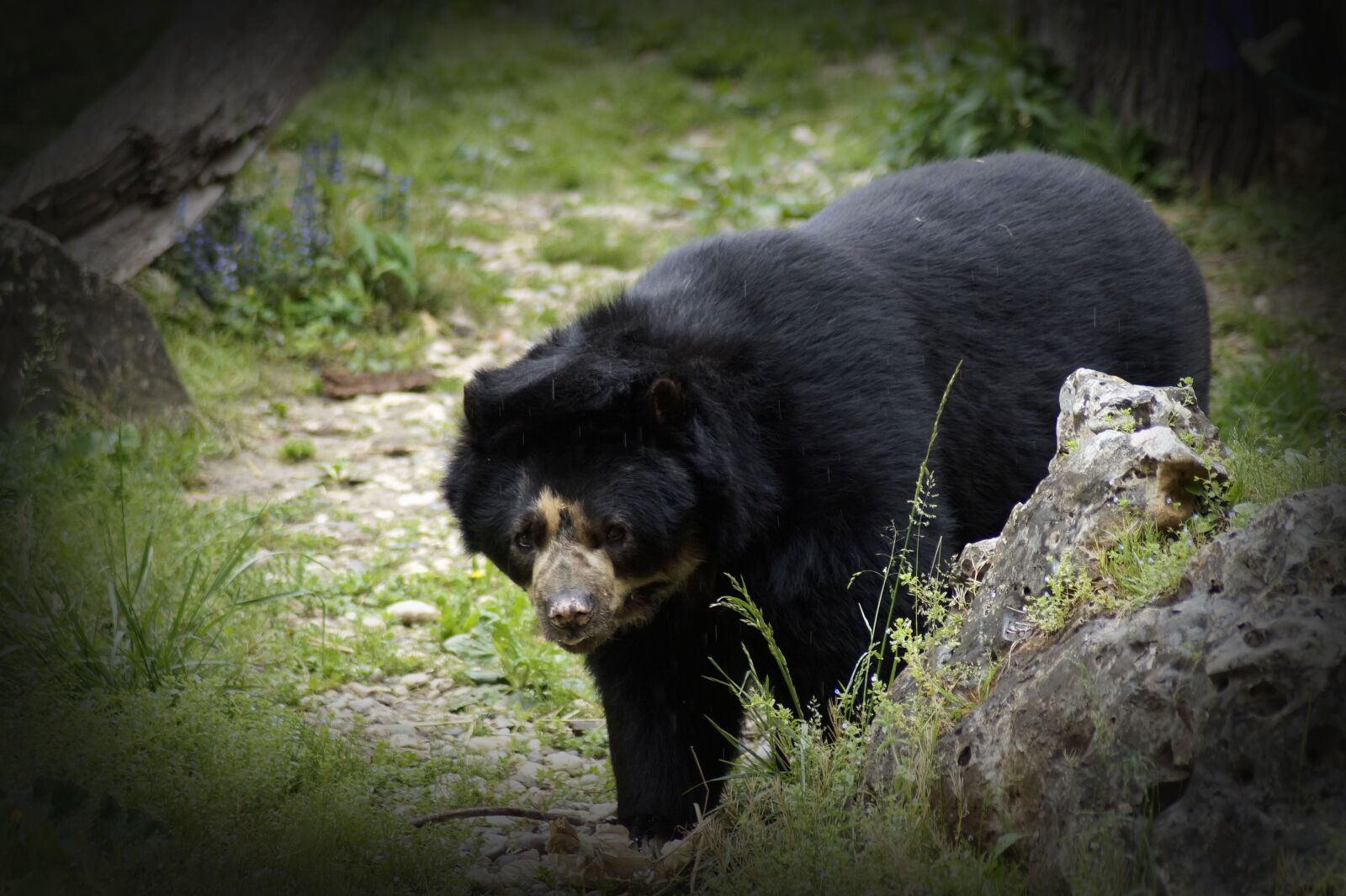 Sony SLT-A58 sample photo. Black bear, animal, animal photography
