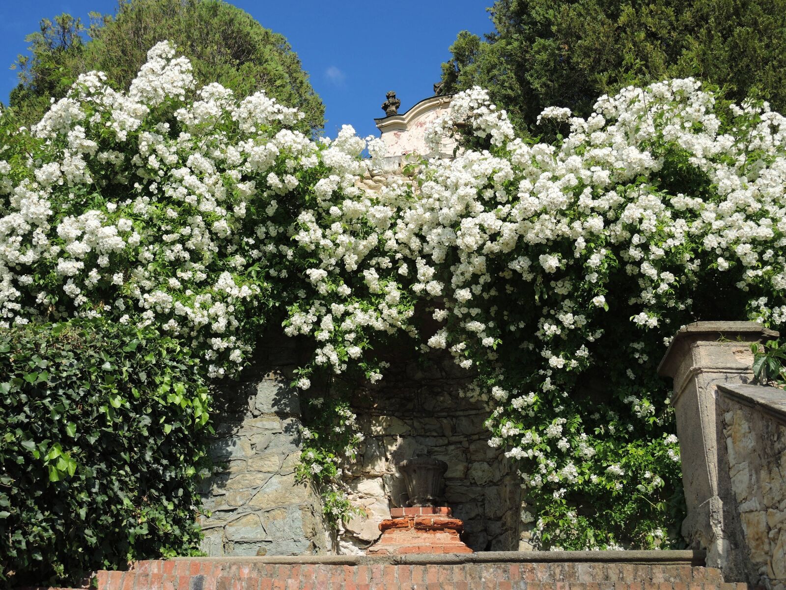 Nikon Coolpix P7800 sample photo. Rose, white, white rose photography