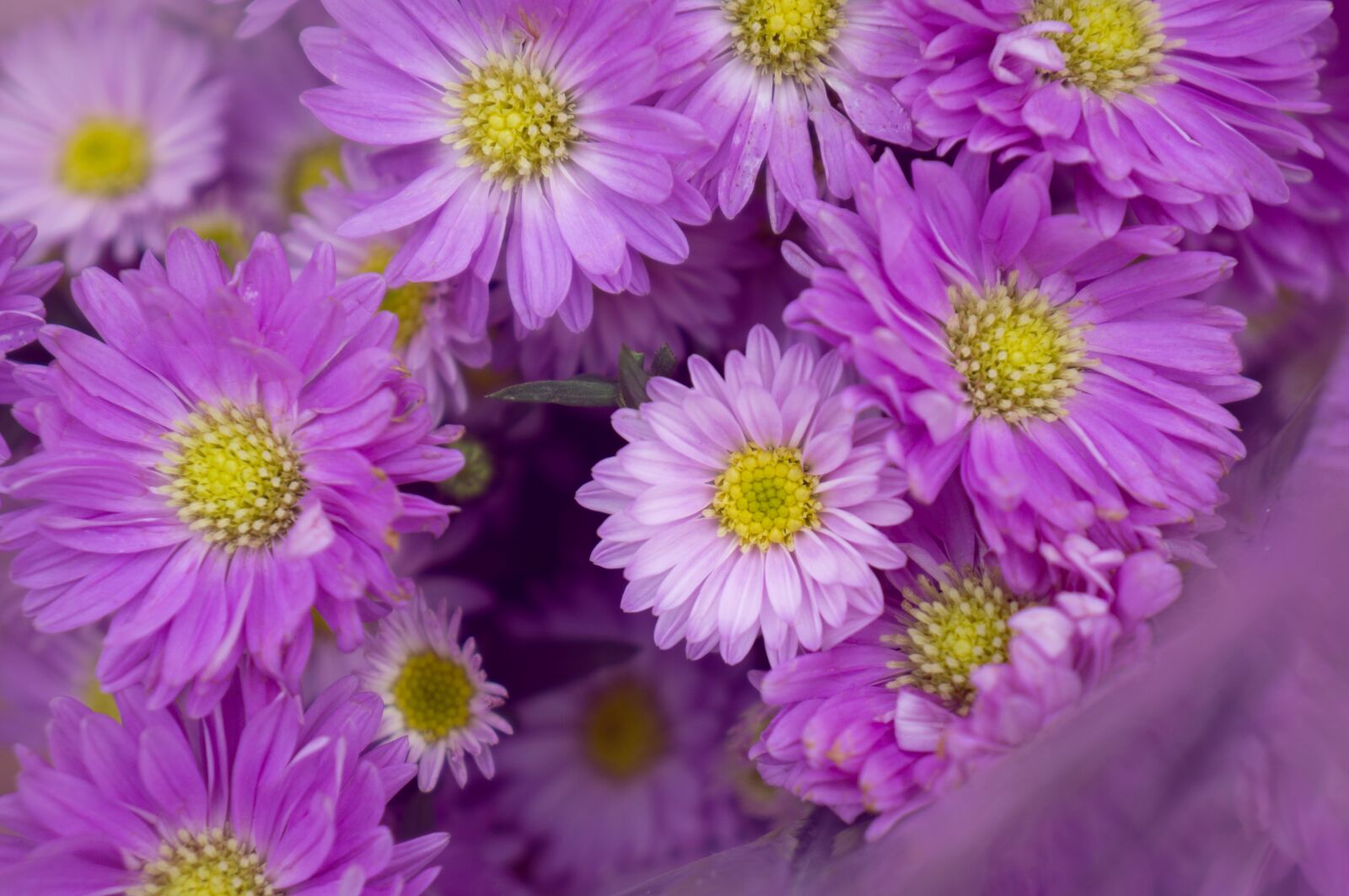 Sony Alpha NEX-F3 + Sony E 18-55mm F3.5-5.6 OSS sample photo. Heather, purple, background photography