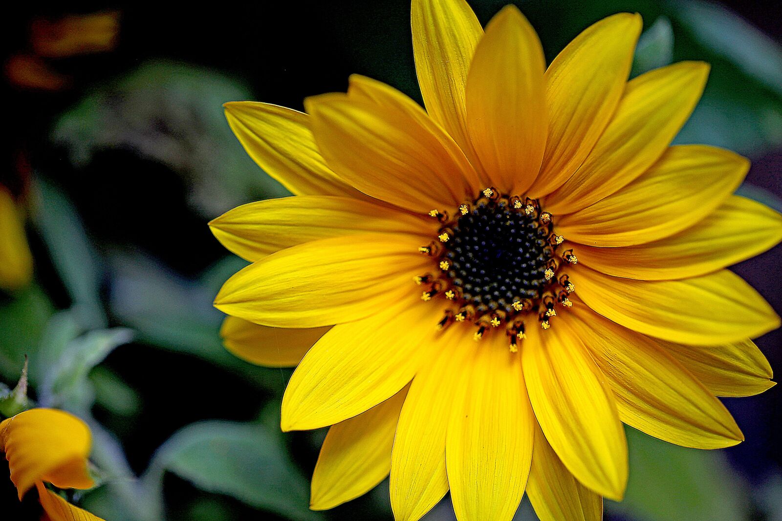 Canon EOS 5D Mark II sample photo. Sunflower, ornamental sunflower, flower photography