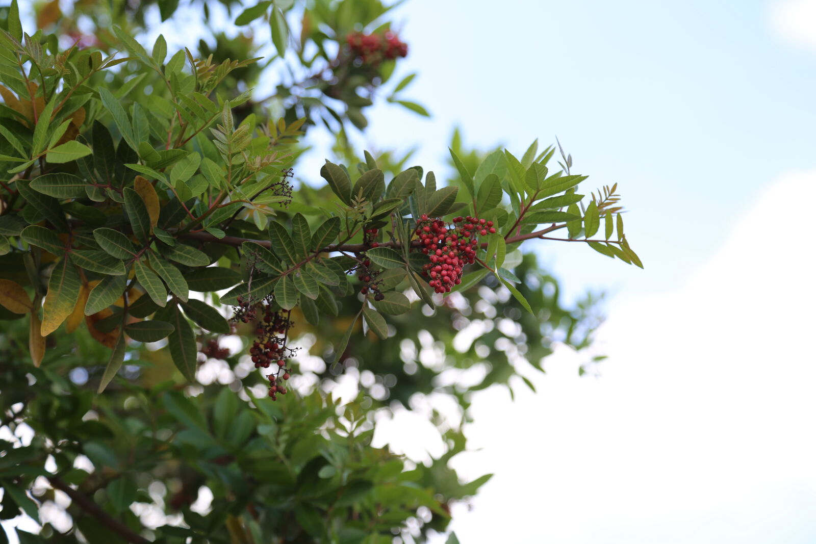 Canon EF 24-105mm F4L IS USM sample photo
