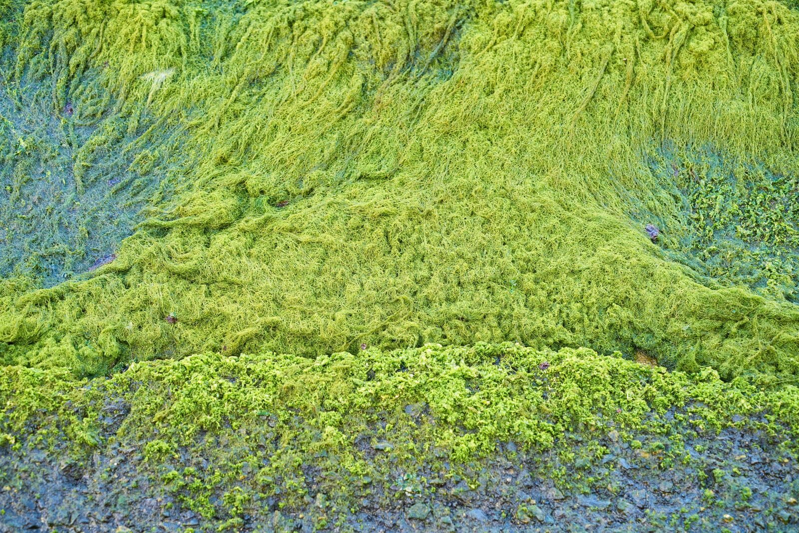 Sony a7R II + Sony Vario Tessar T* FE 24-70mm F4 ZA OSS sample photo. Green, moss, texture photography