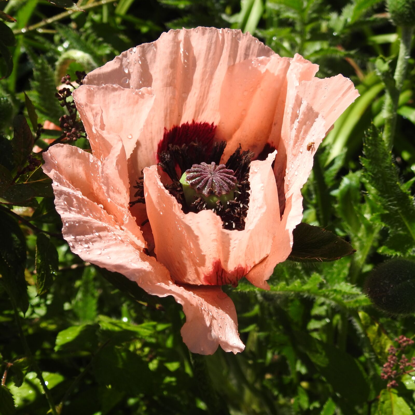 Nikon Coolpix P900 sample photo. Giant, poppy, pink photography