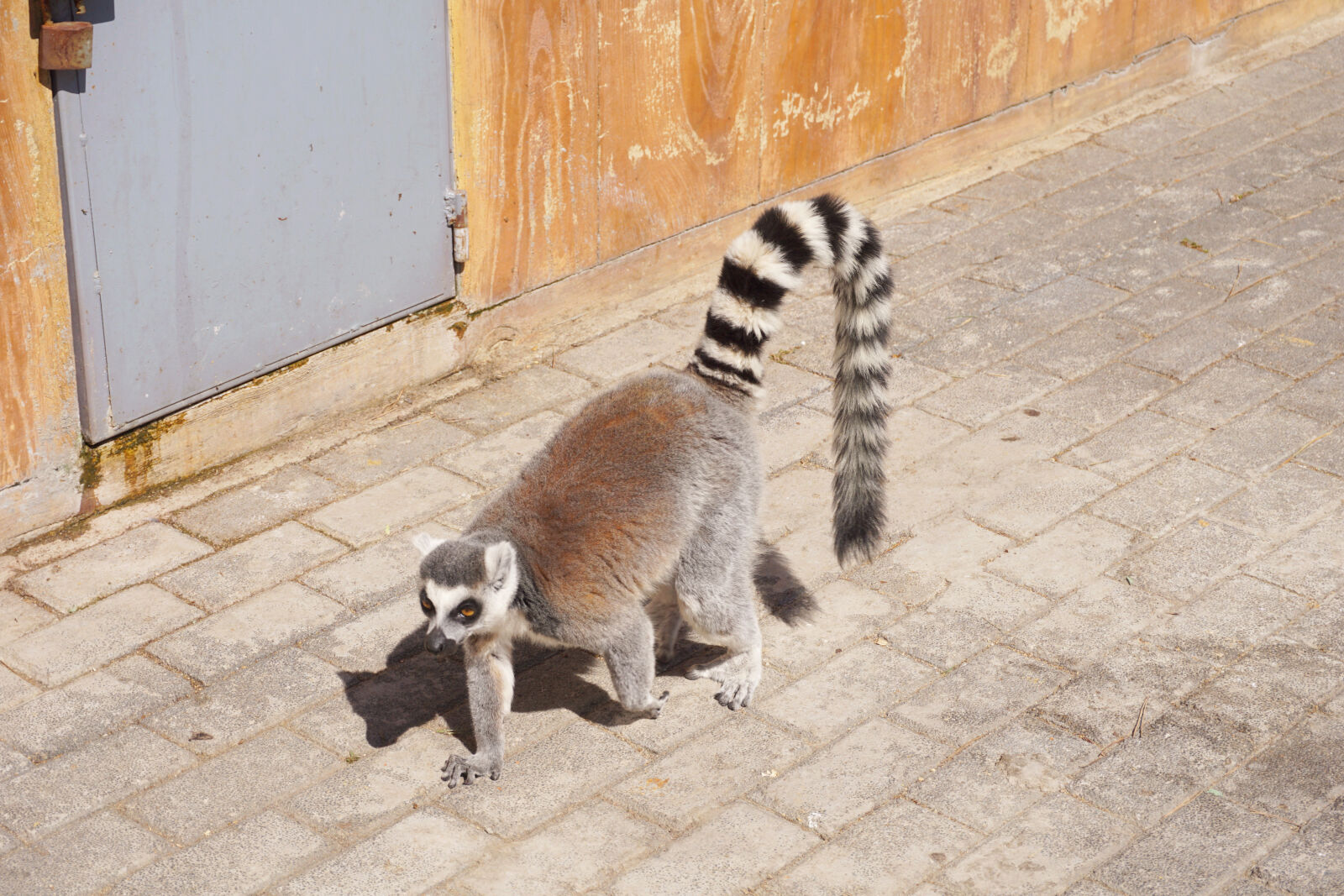 Sony E 16-50mm F3.5-5.6 PZ OSS sample photo. Animal, zoo photography