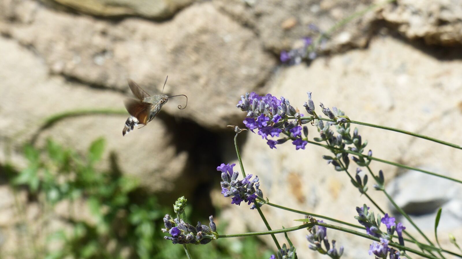 Panasonic Lumix DMC-FZ200 sample photo. Hummingbird, nature, flora photography