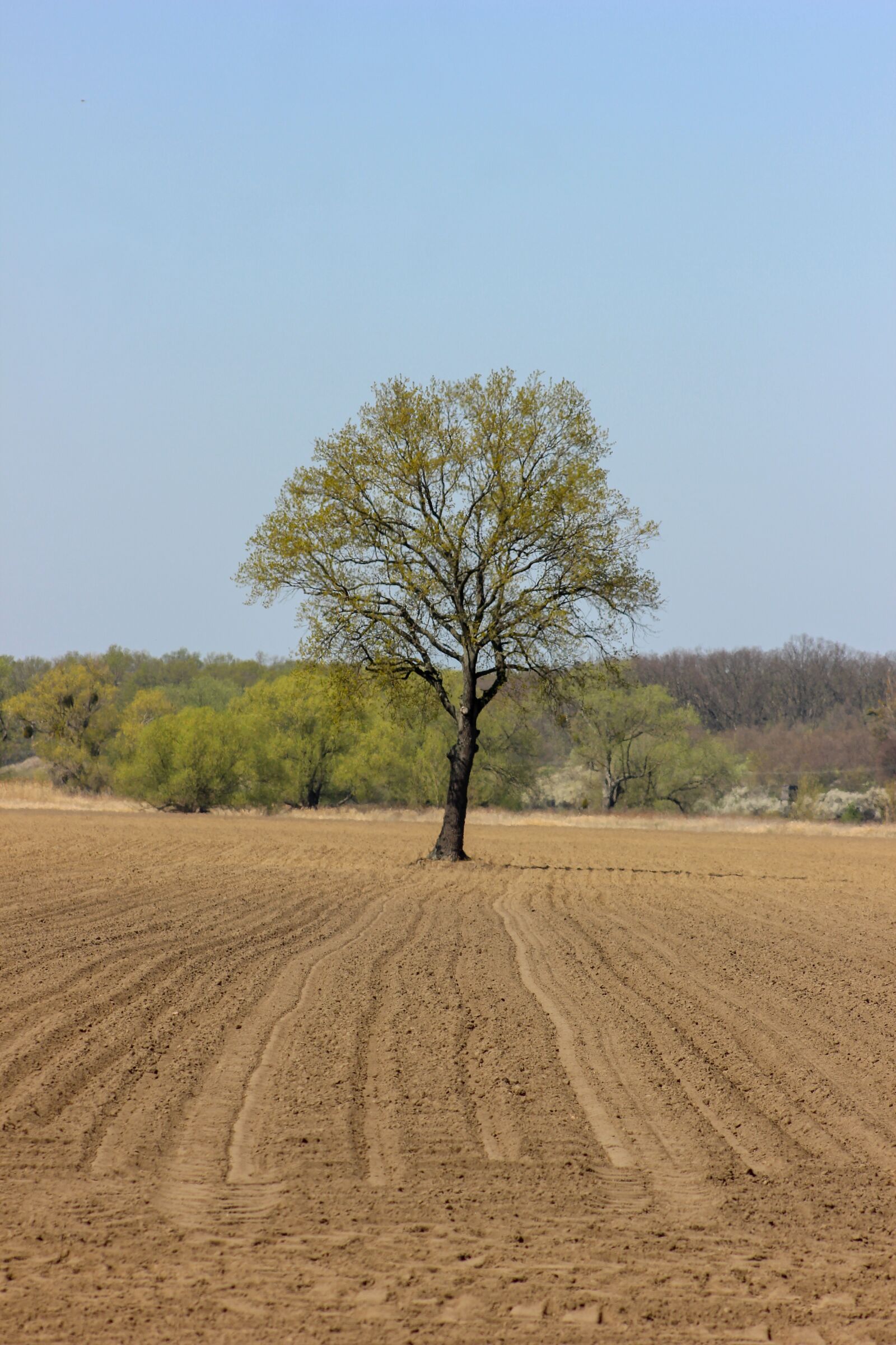 Canon EF75-300mm f/4-5.6 sample photo. Tree, field, grass photography