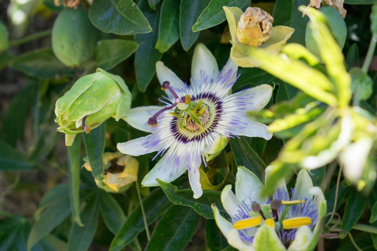Fujifilm X-T10 sample photo. Passion, passiflora, flower photography