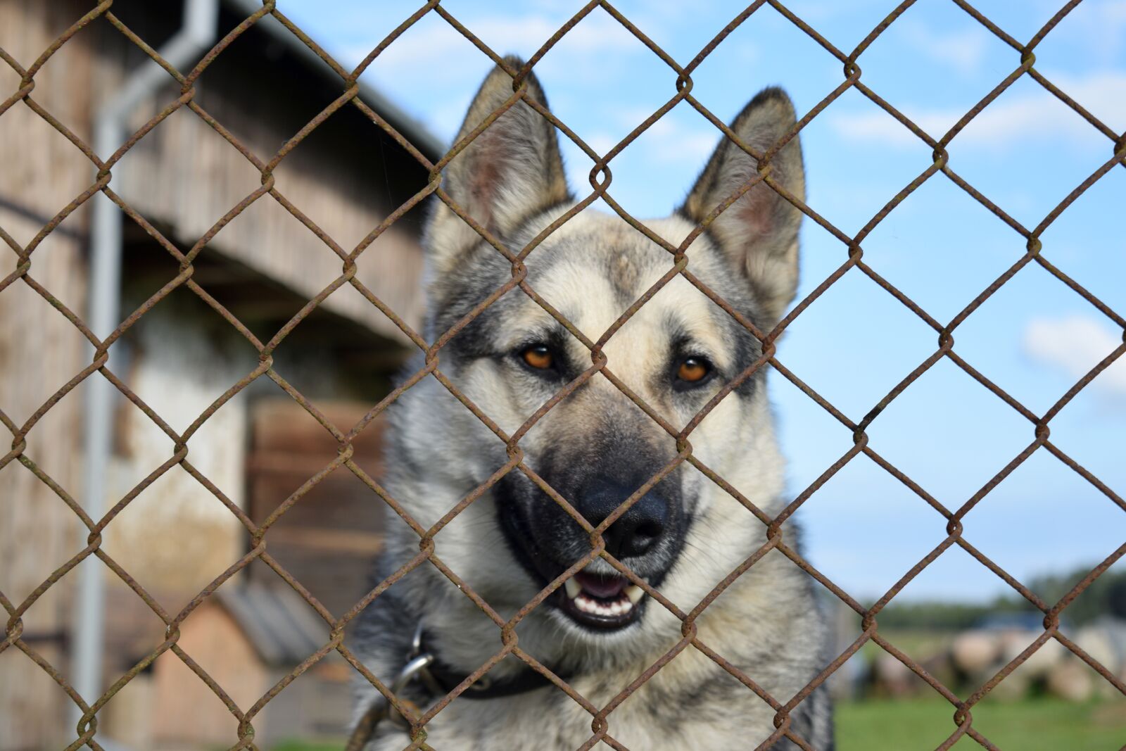 Nikon D3300 sample photo. Dog, chained, kennel photography