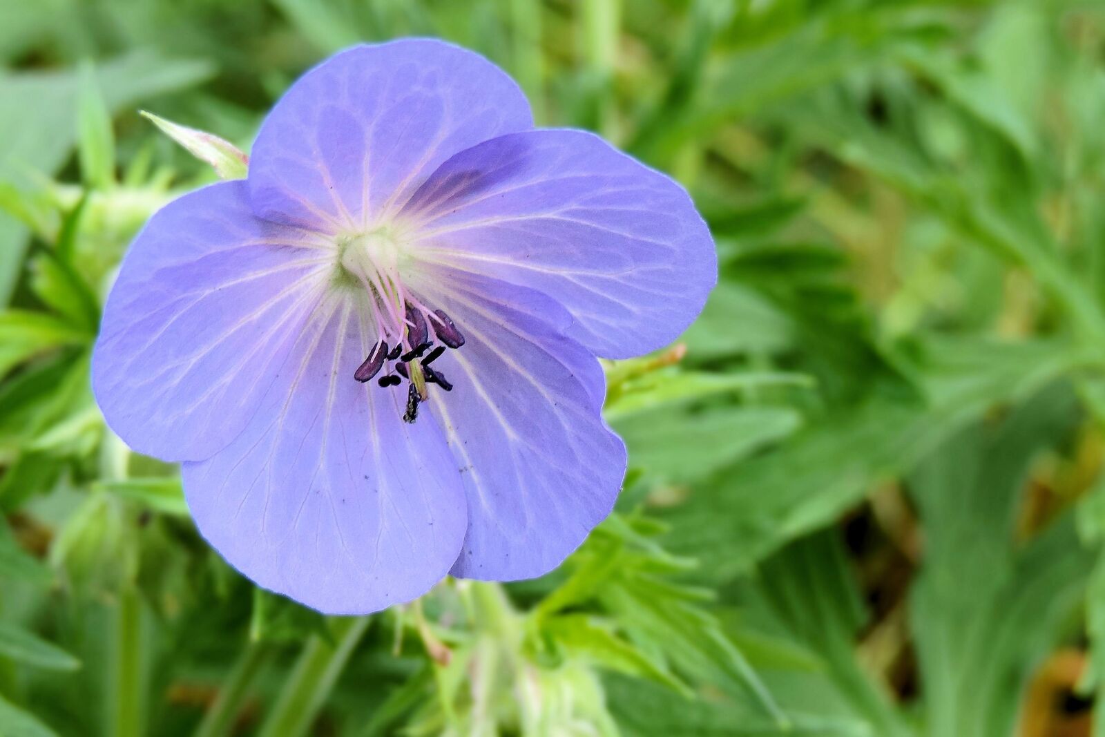 Nikon Coolpix P520 sample photo. Wild flower, blossom, bloom photography