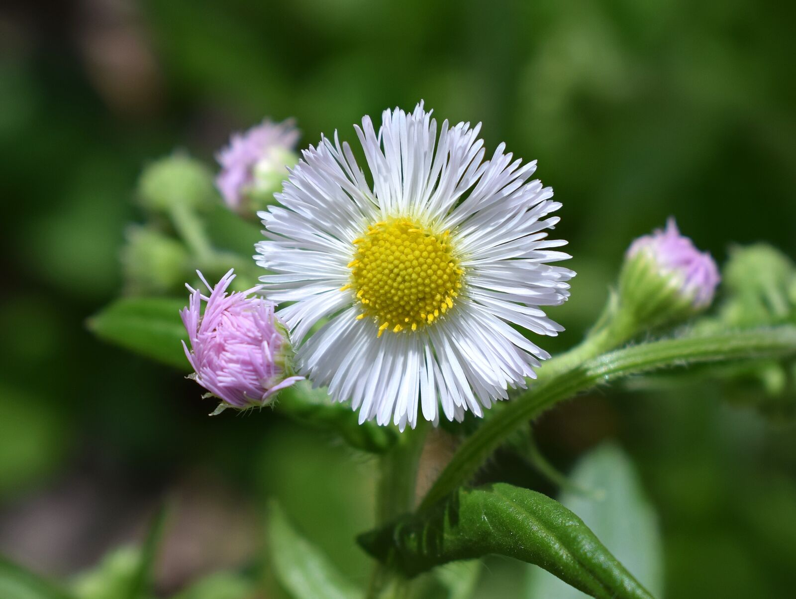 Nikon D3300 sample photo. Fleabane, wildflower, medicinal photography