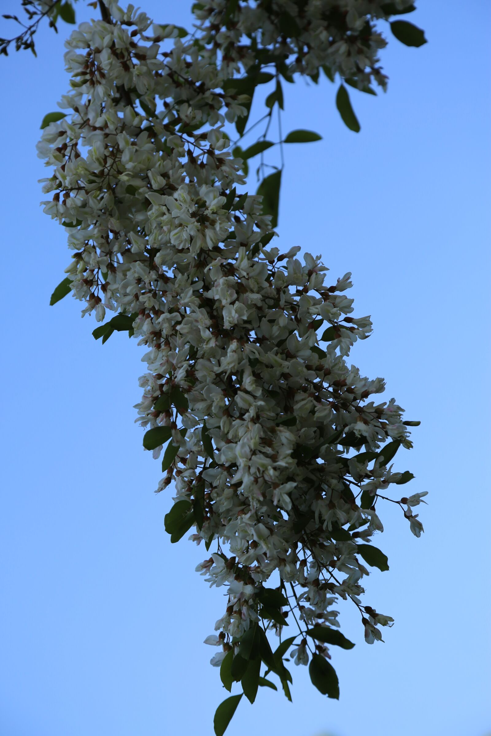Canon EF 24-105mm F4L IS USM sample photo. Branch, tree, nature photography