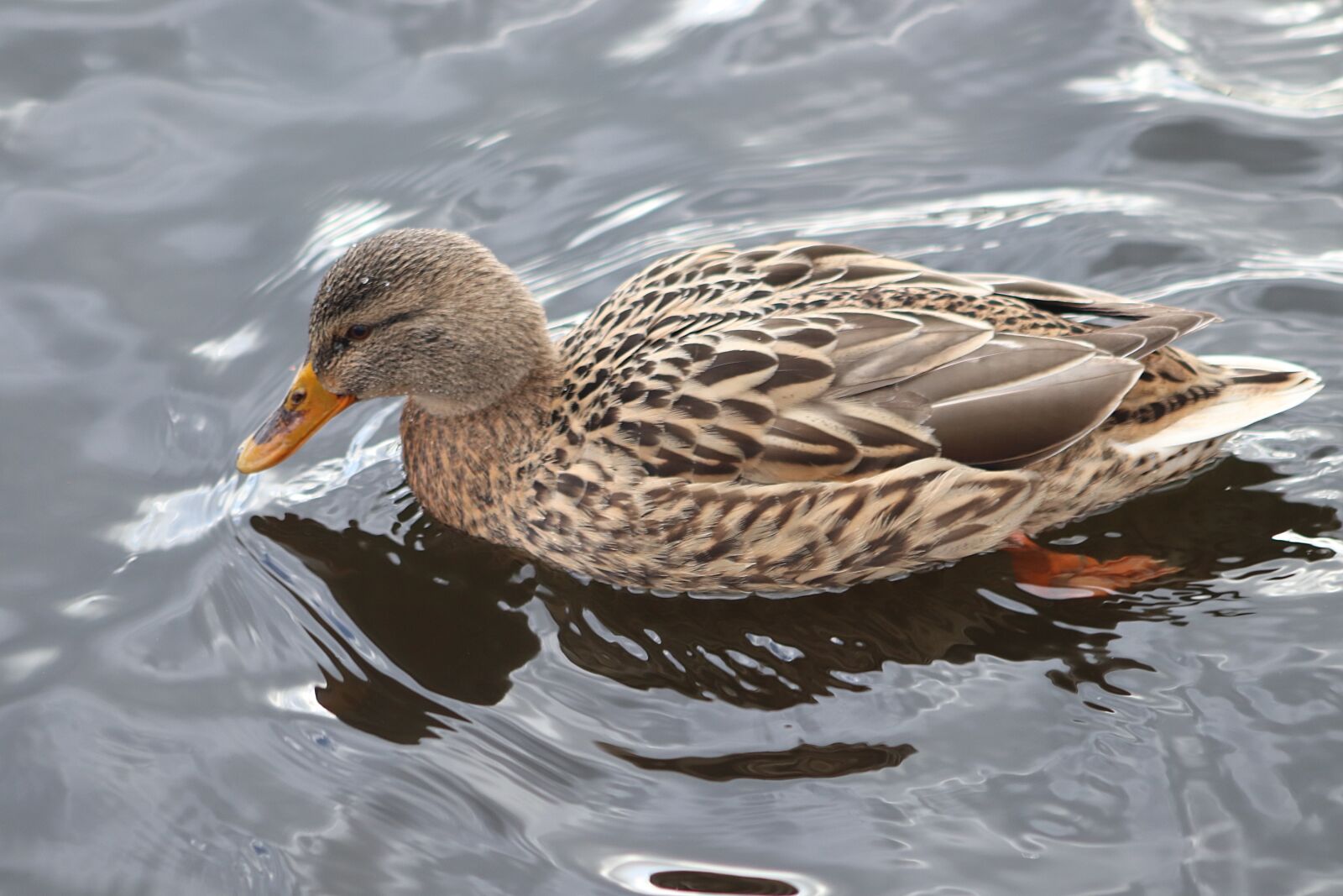 Canon EOS 800D (EOS Rebel T7i / EOS Kiss X9i) sample photo. Duck, mallard, water bird photography
