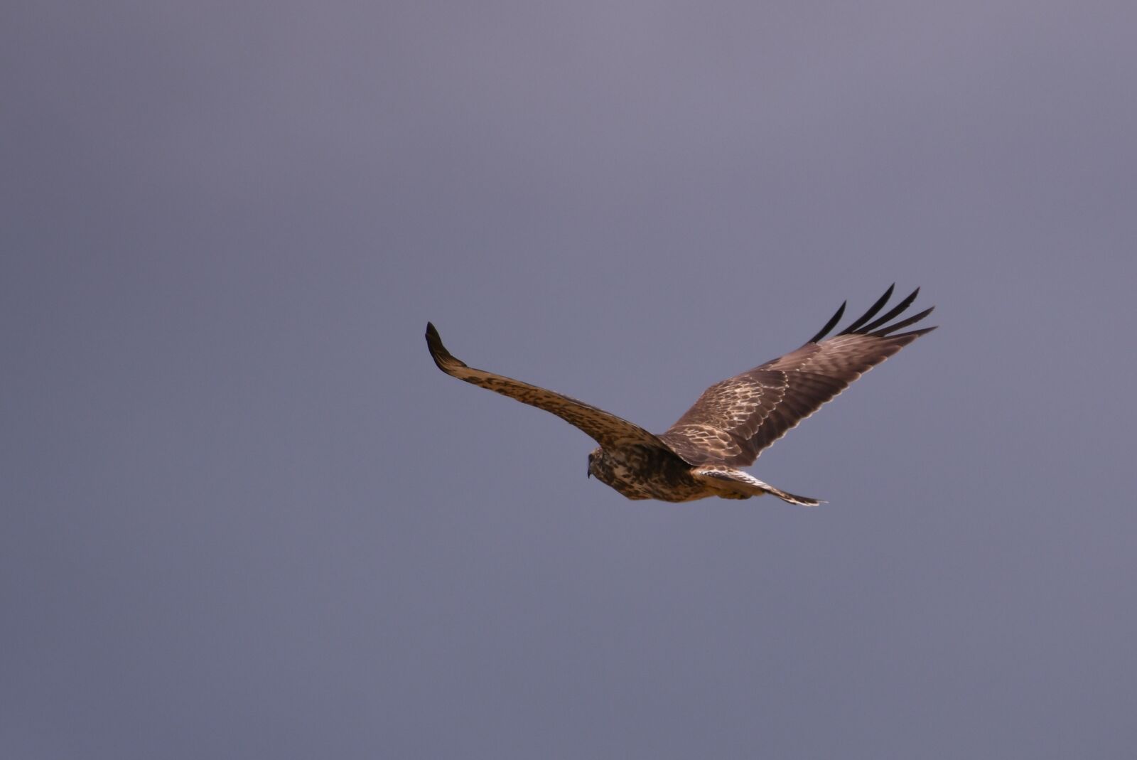 Nikon D500 sample photo. Common buzzard, bird of photography