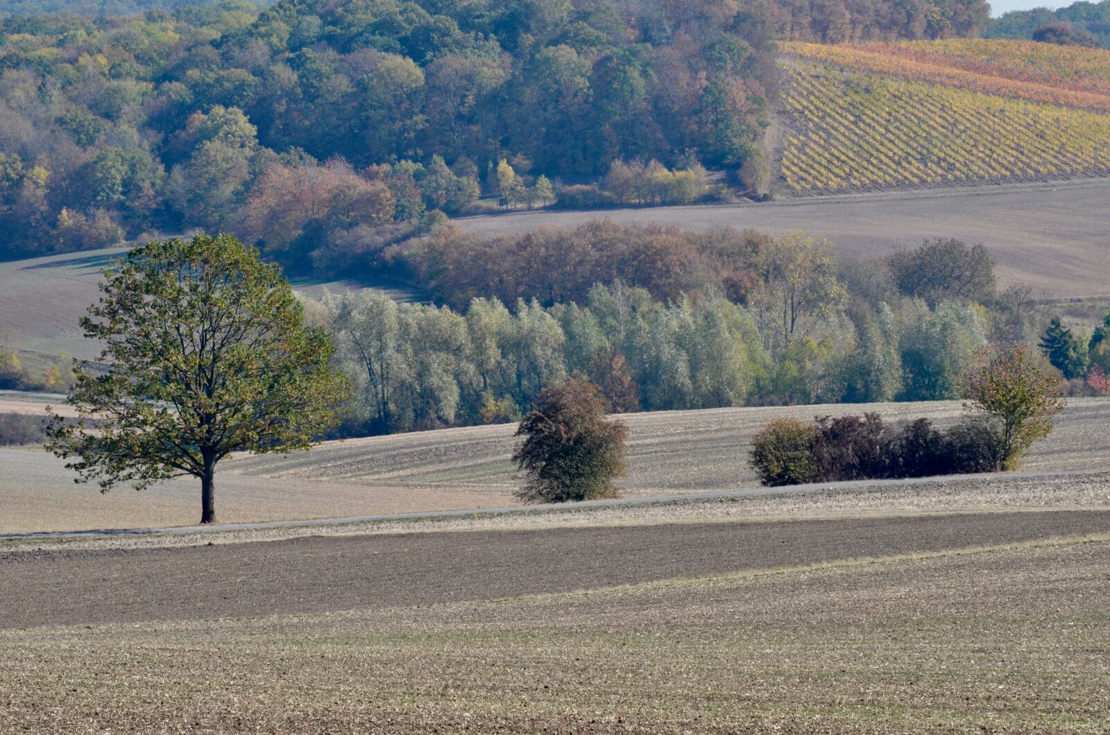 Nikon D5100 sample photo. Tree, field, nature photography