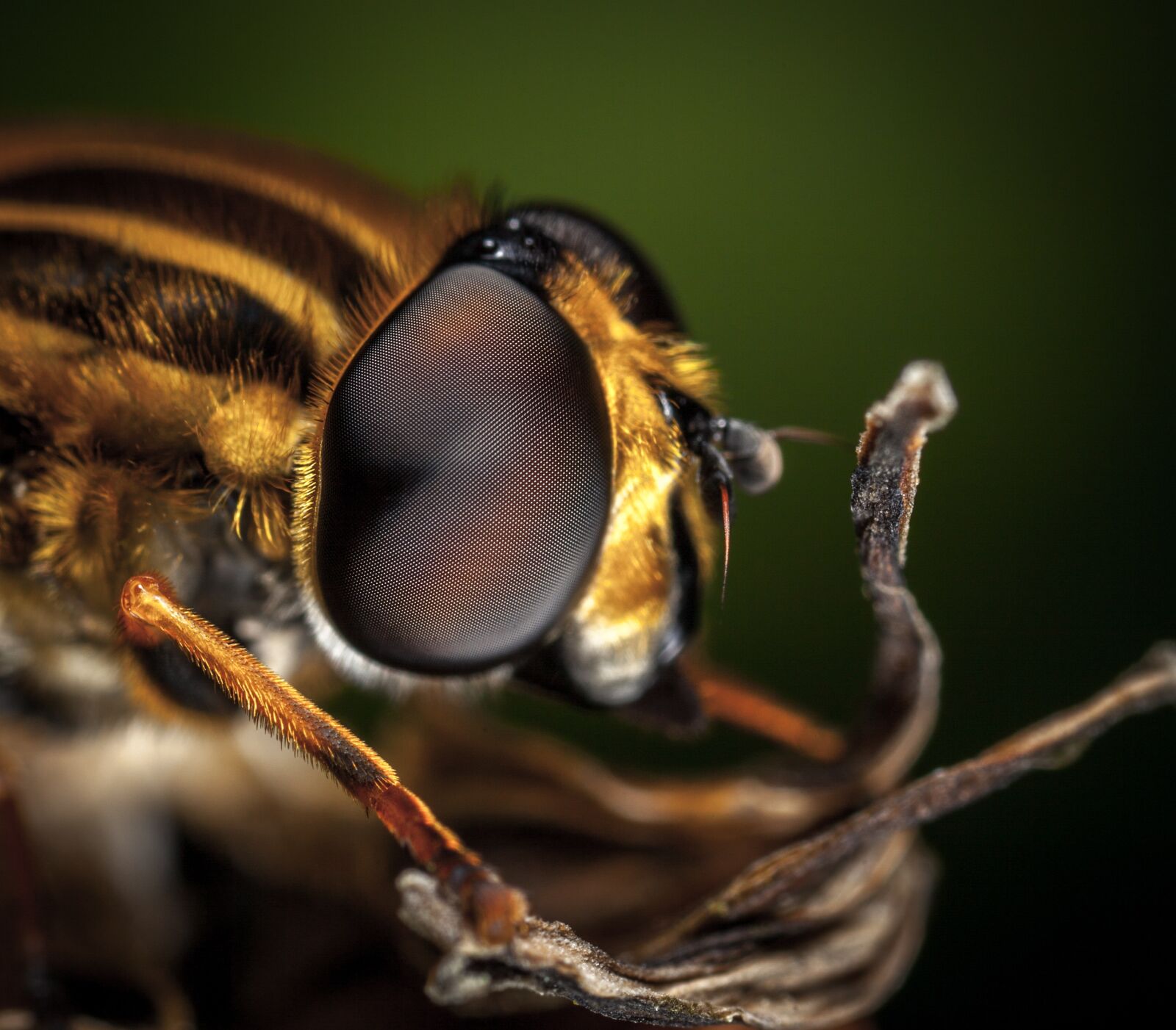 Canon MP-E 65mm F2.5 1-5x Macro Photo sample photo. Insect, fly, nature photography