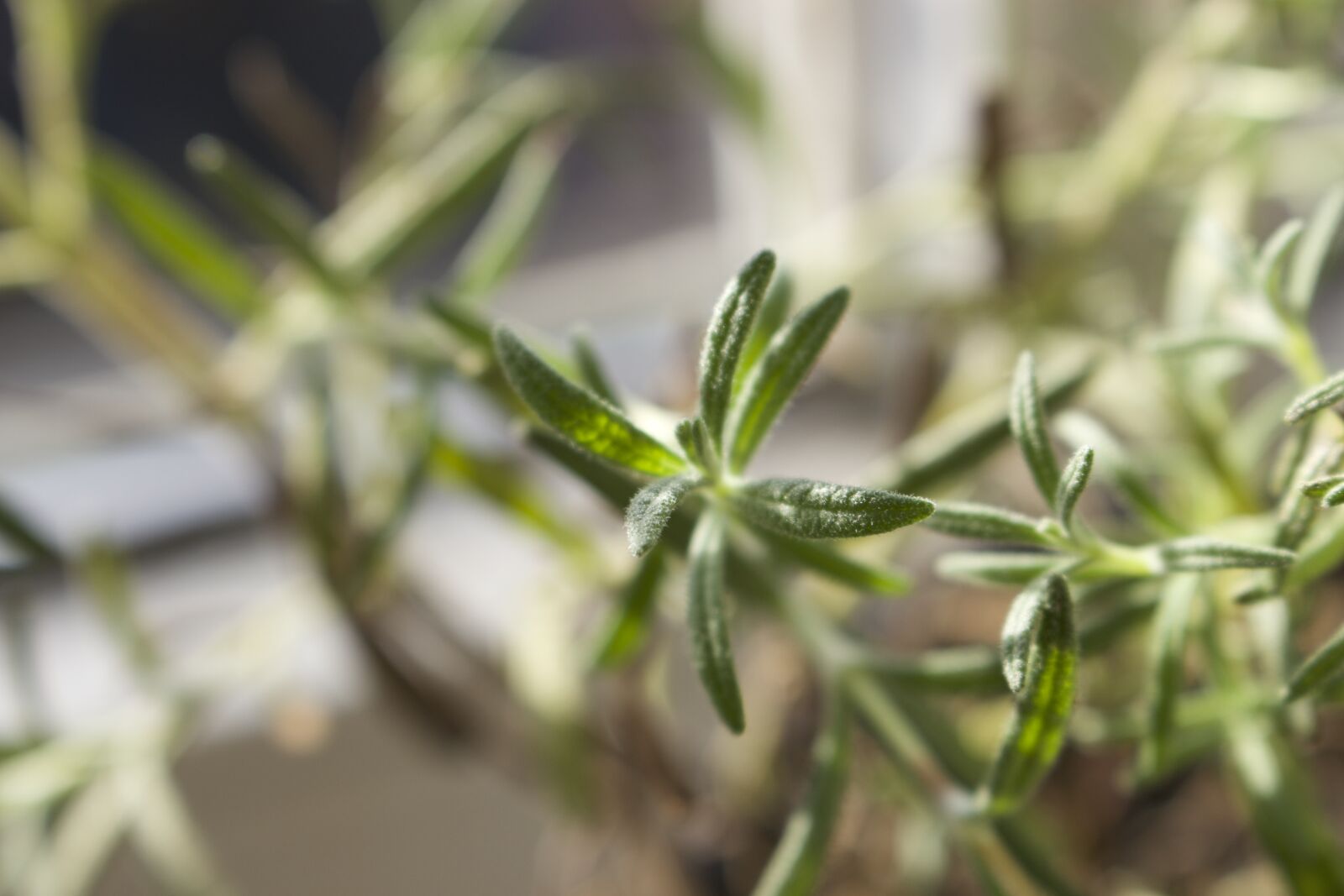 Canon EOS 700D (EOS Rebel T5i / EOS Kiss X7i) sample photo. Bokeh, focus, kitchen, plant photography
