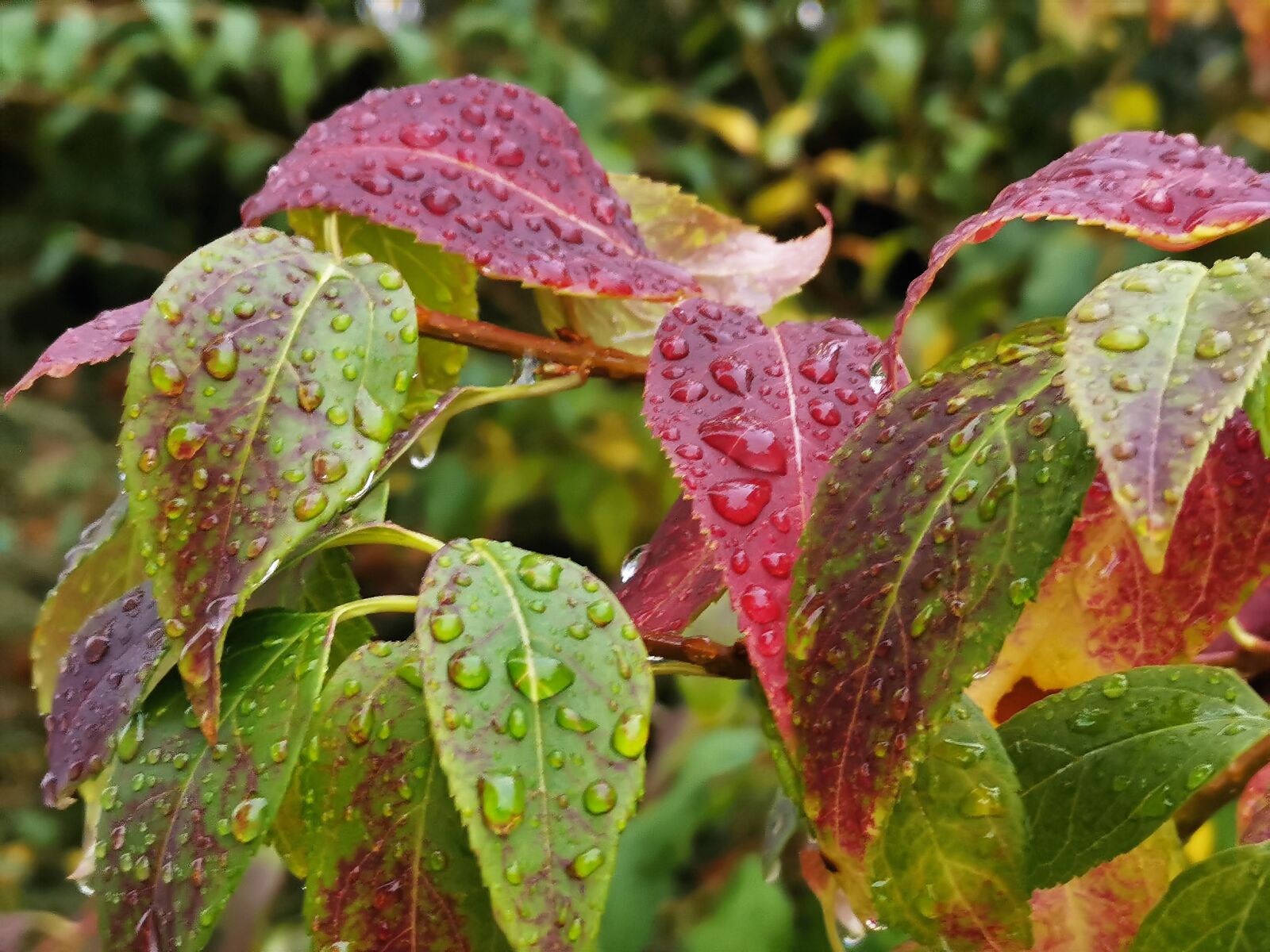 HUAWEI P30 sample photo. Colorful leaves, water drops photography