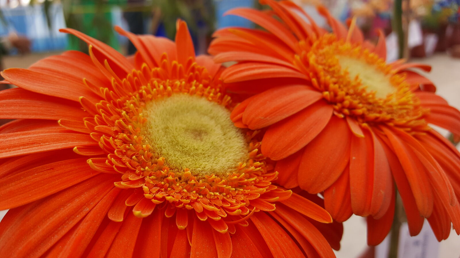 Samsung GALAXY S6 edge sample photo. Beautiful, bloom, blossom, botany photography