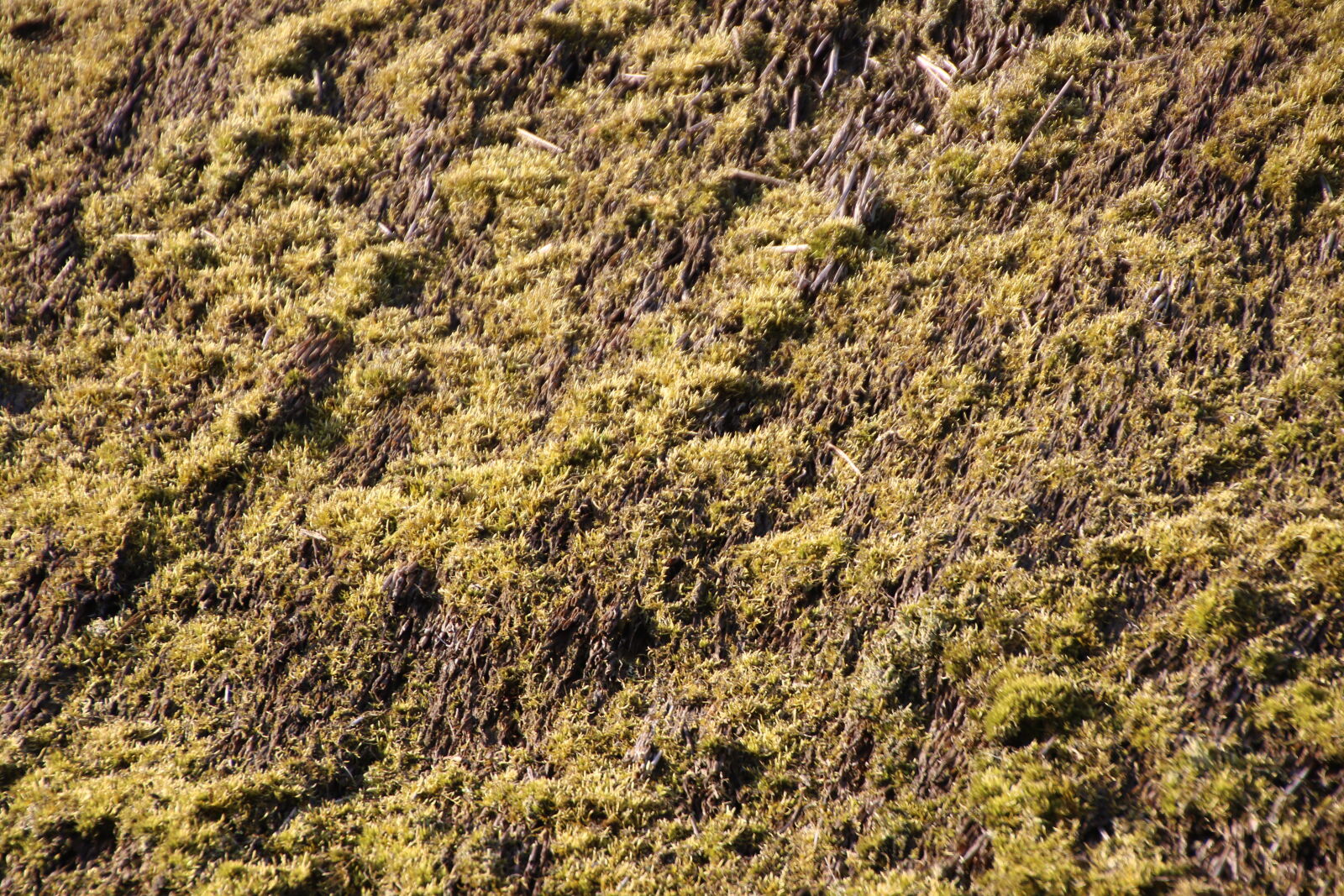 Canon EOS 7D Mark II sample photo. Grass, grow, moss, old photography