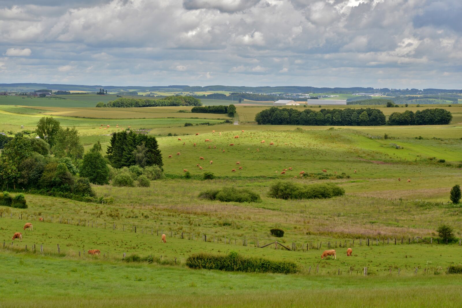 Nikon D600 sample photo. Landscape, vista, cows photography