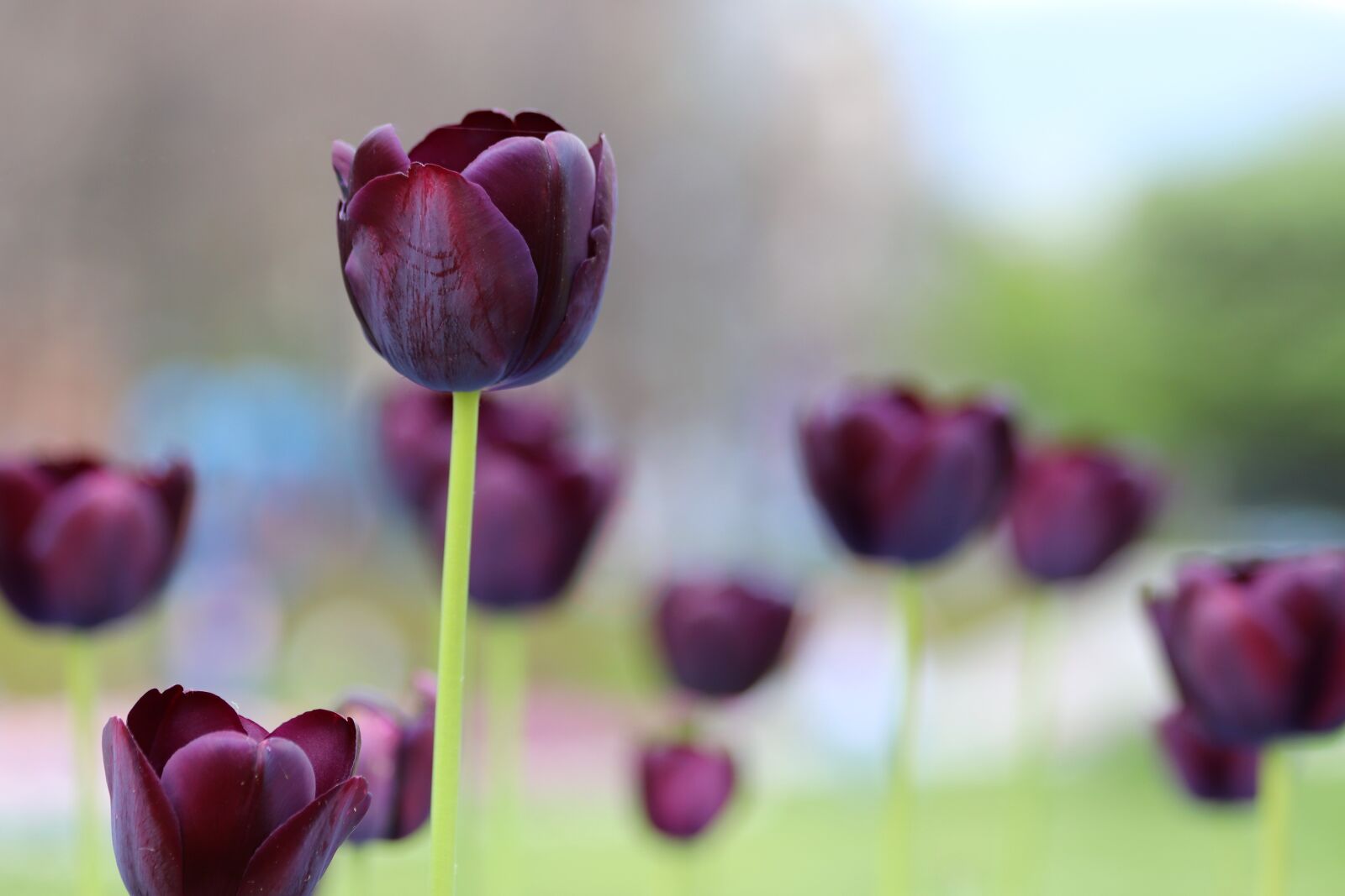 Canon EOS 200D (EOS Rebel SL2 / EOS Kiss X9) sample photo. Black tulips, spring, flowers photography