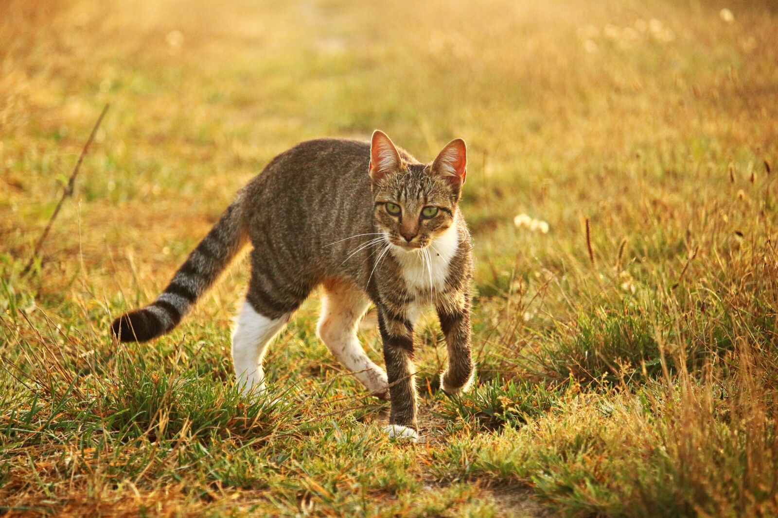 Canon EOS 100D (EOS Rebel SL1 / EOS Kiss X7) sample photo. Cat, kitten, mieze photography