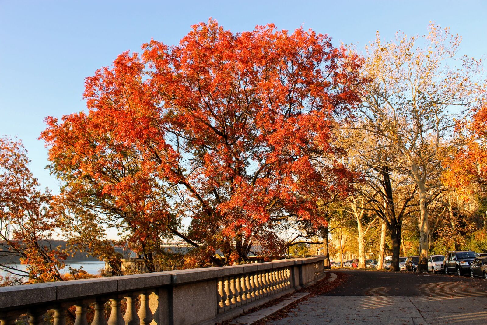 Canon EOS 1300D (EOS Rebel T6 / EOS Kiss X80) sample photo. Fall foliage, hamilton heights photography