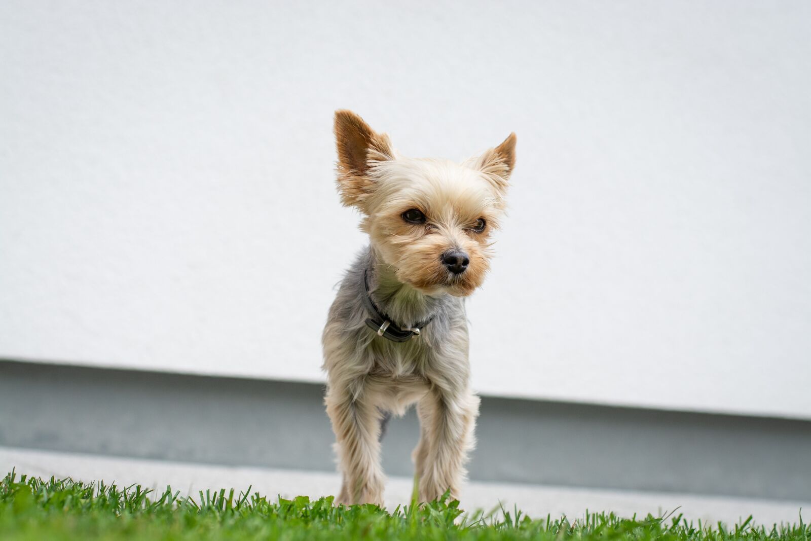 Nikon D7100 sample photo. Dog, yorkie, yorkshire terrier photography