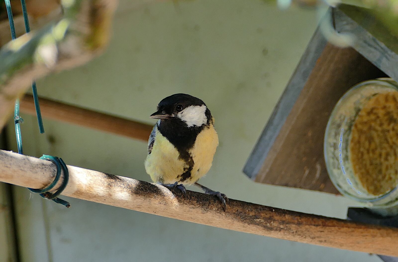 Panasonic Lumix DMC-FZ1000 sample photo. Great tit, bird, garden photography