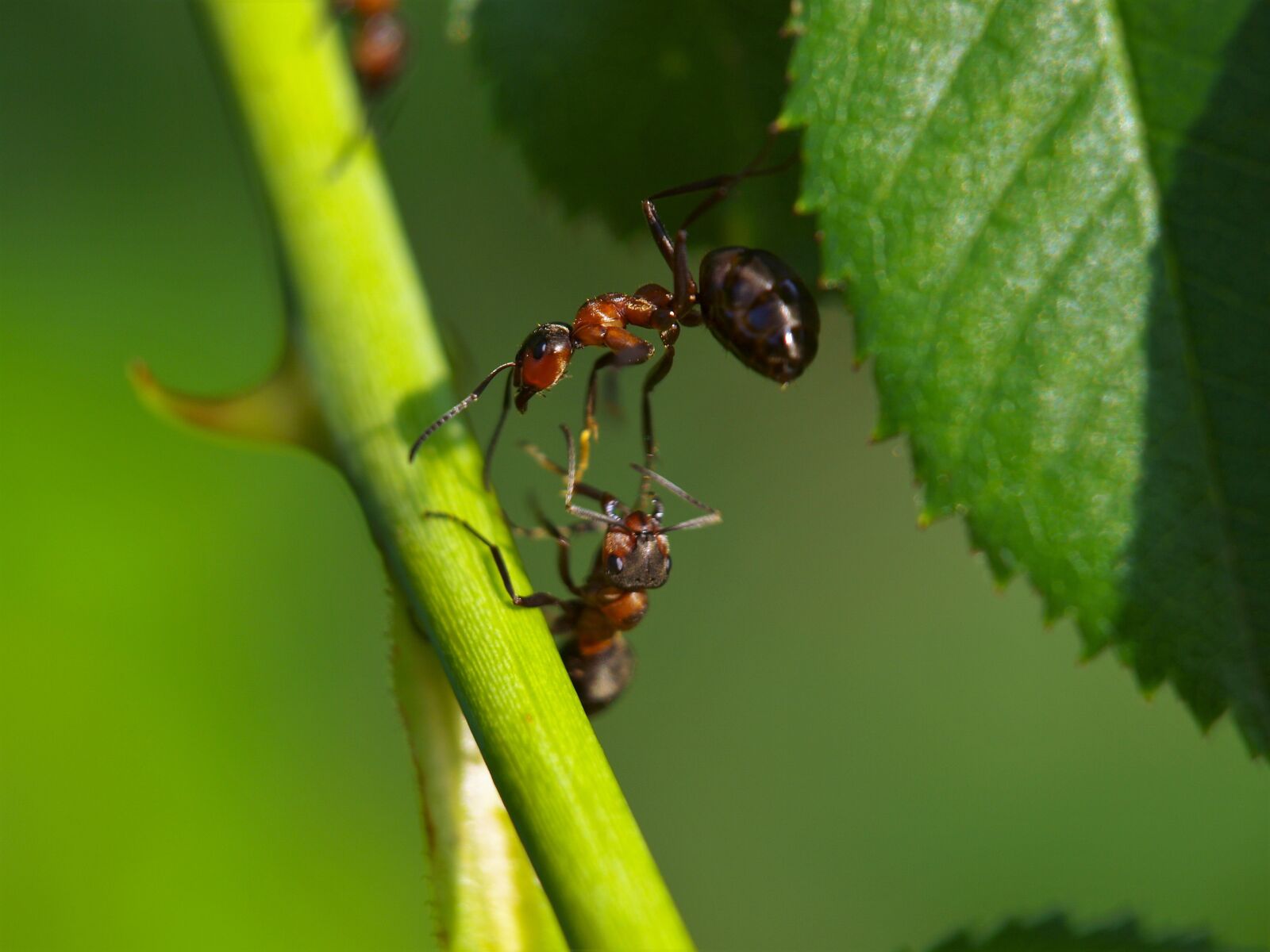 Olympus E-420 (EVOLT E-420) sample photo. Ant, wood ant, animal photography