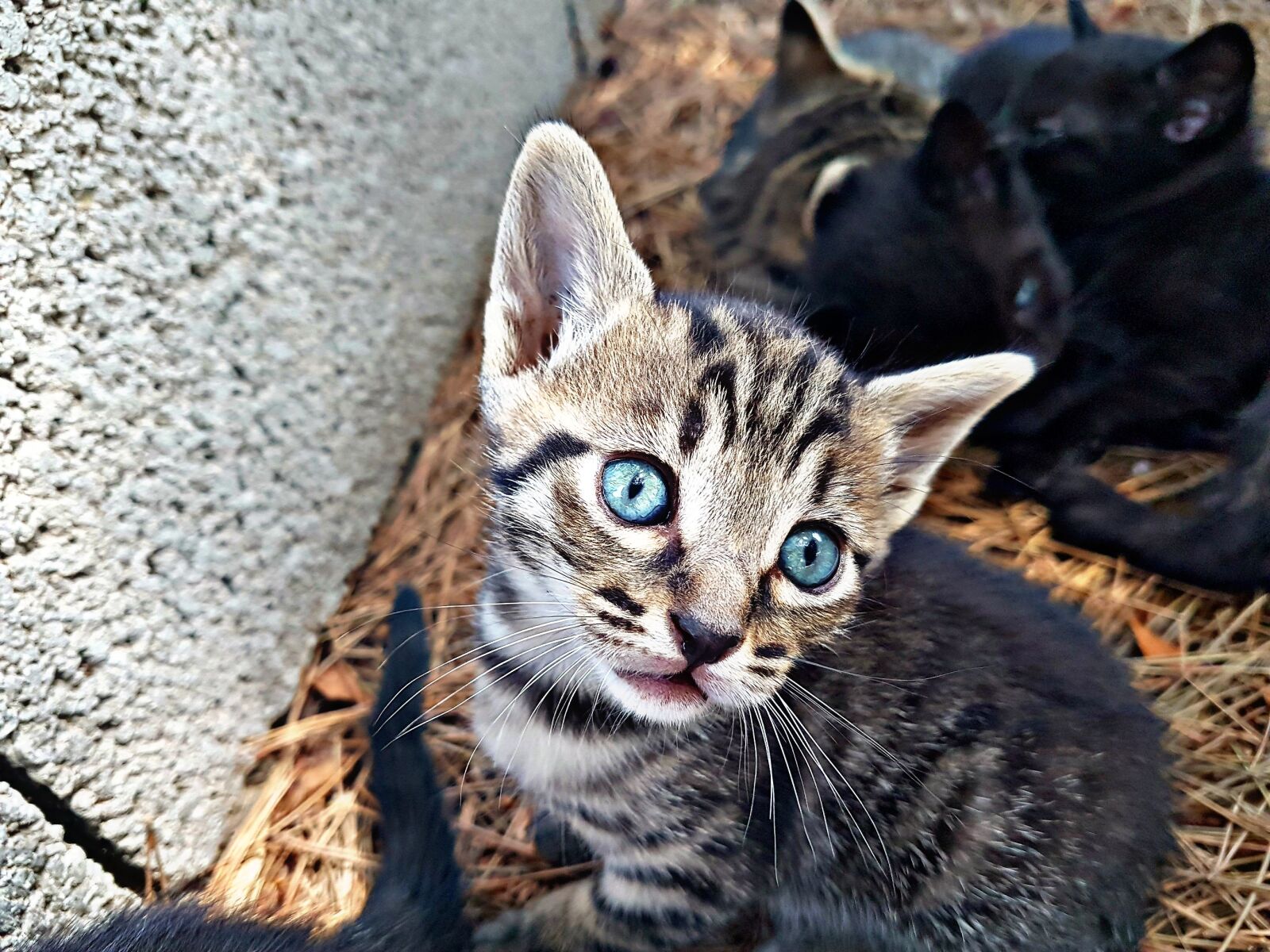 Samsung Galaxy S7 Edge sample photo. Cat photography