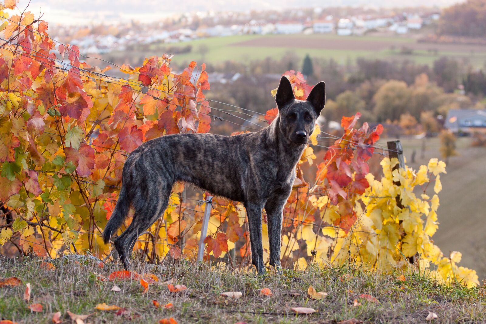 Canon EF 70-200mm F4L USM sample photo. Autumn, dog, dutch shepherd photography