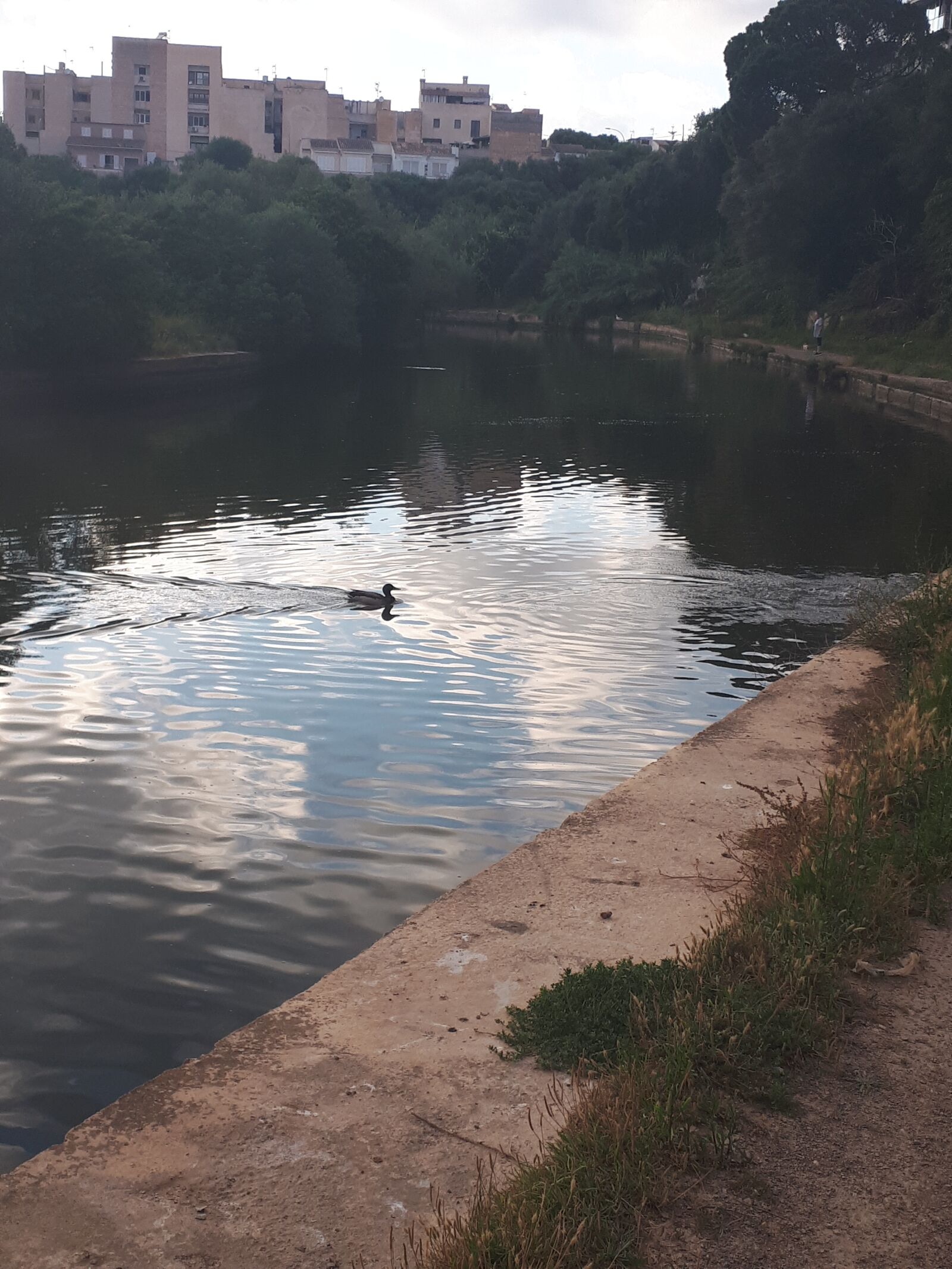 Samsung Galaxy A5(2017) sample photo. Duck, lake, house photography