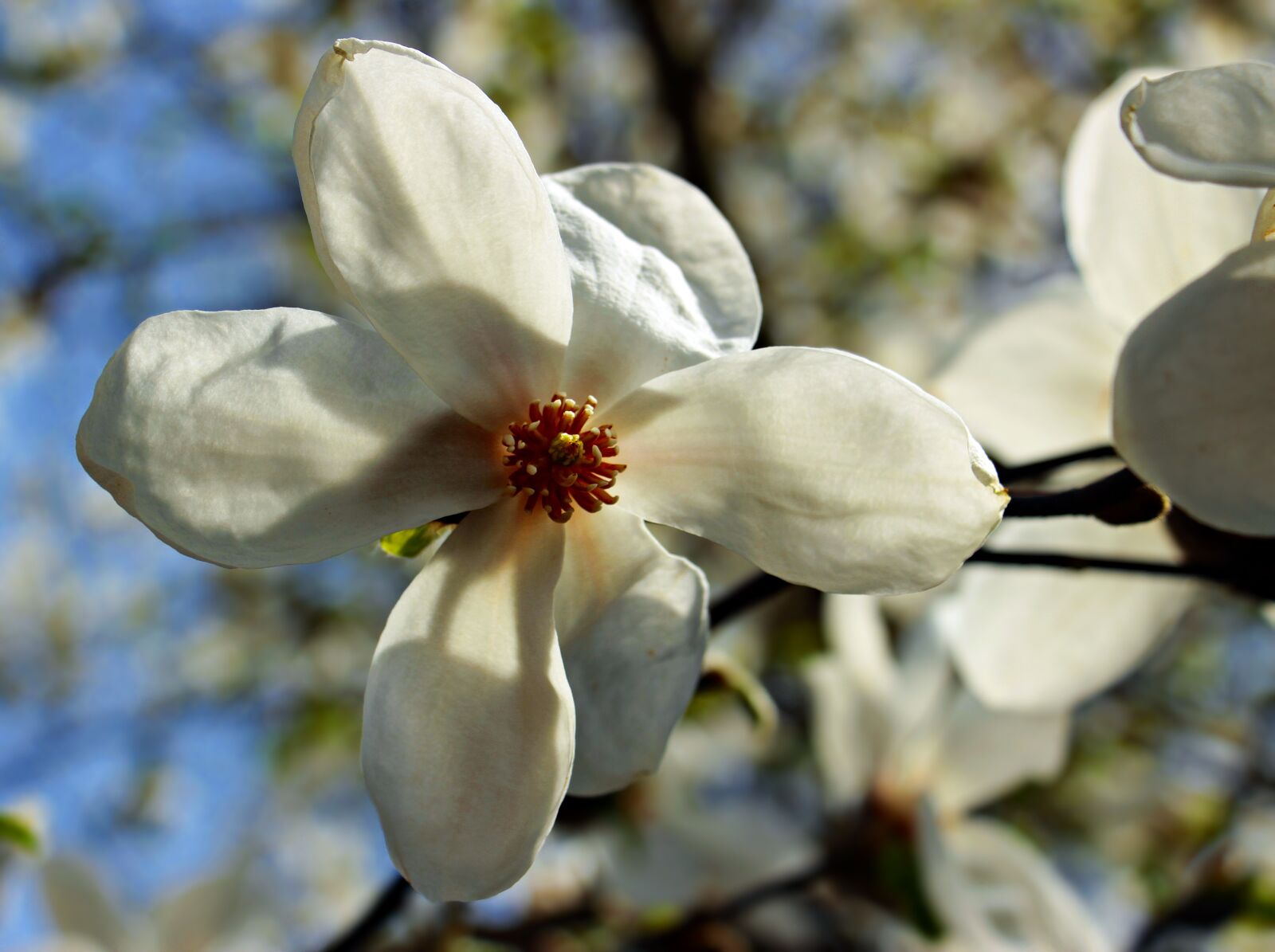 Canon EOS 100D (EOS Rebel SL1 / EOS Kiss X7) sample photo. Star magnolie, star magnolia photography