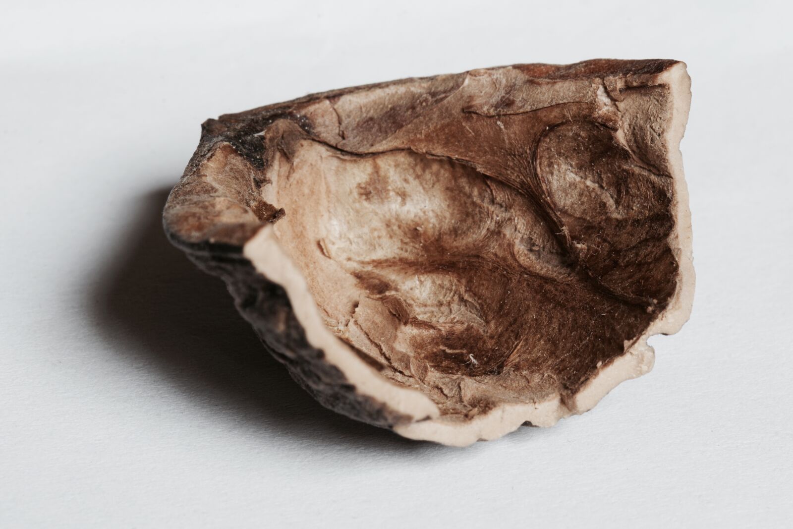Sony a6000 sample photo. Walnut, macro photography