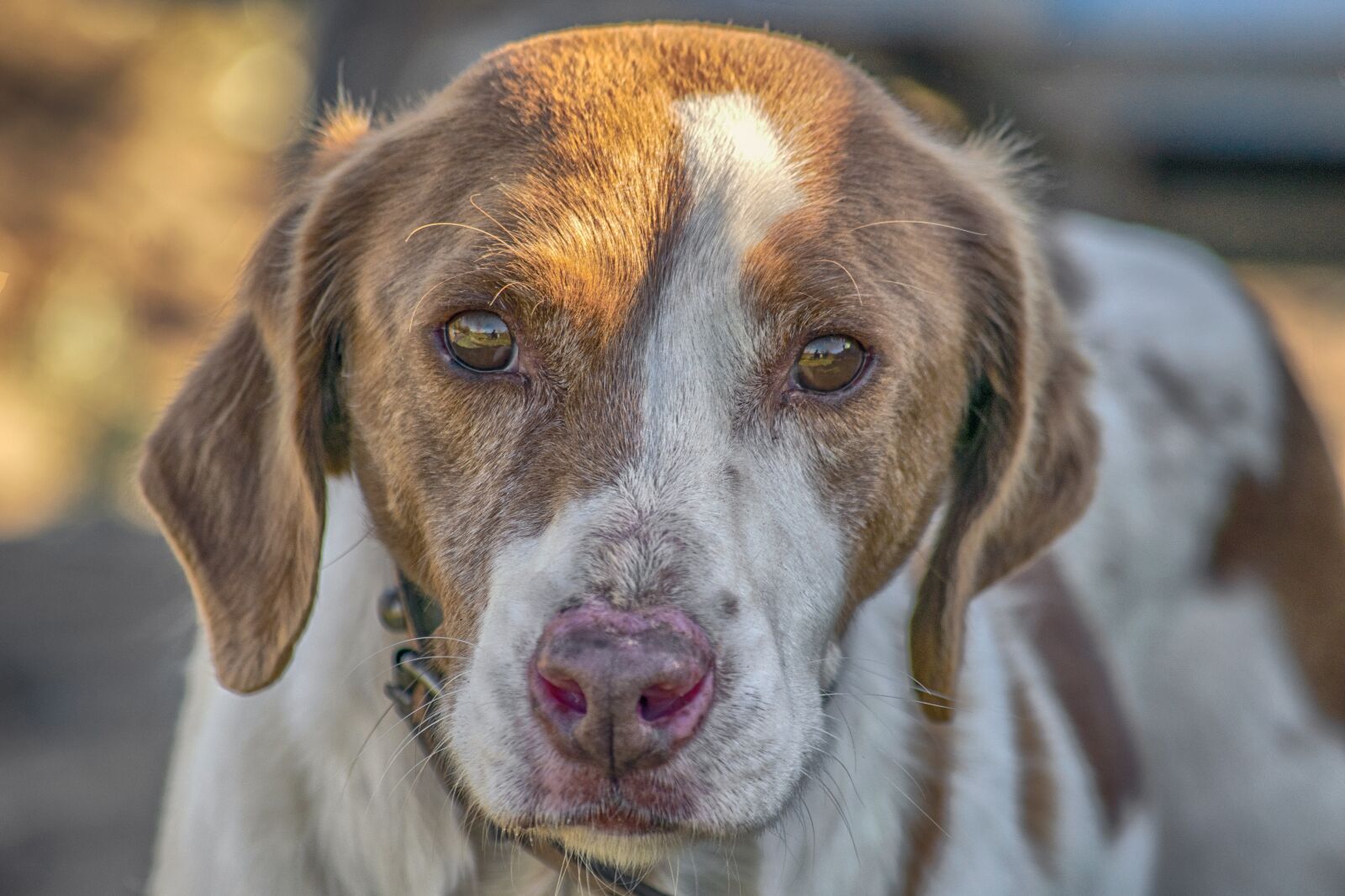 Nikon D3300 sample photo. Dog, hunting, animals photography